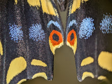 Load image into Gallery viewer, 4X Objective Lens for Phone