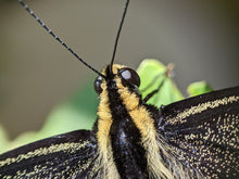 Load image into Gallery viewer, 4X Objective Lens for Phone